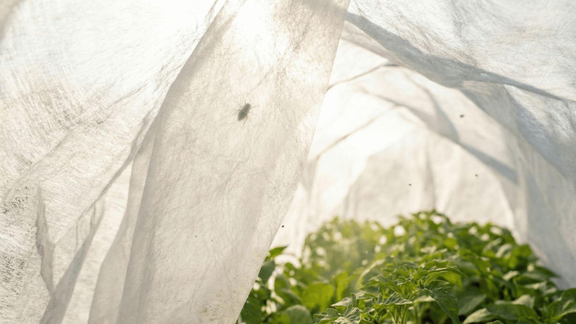 Yi-Ting’s freeze protection fabric