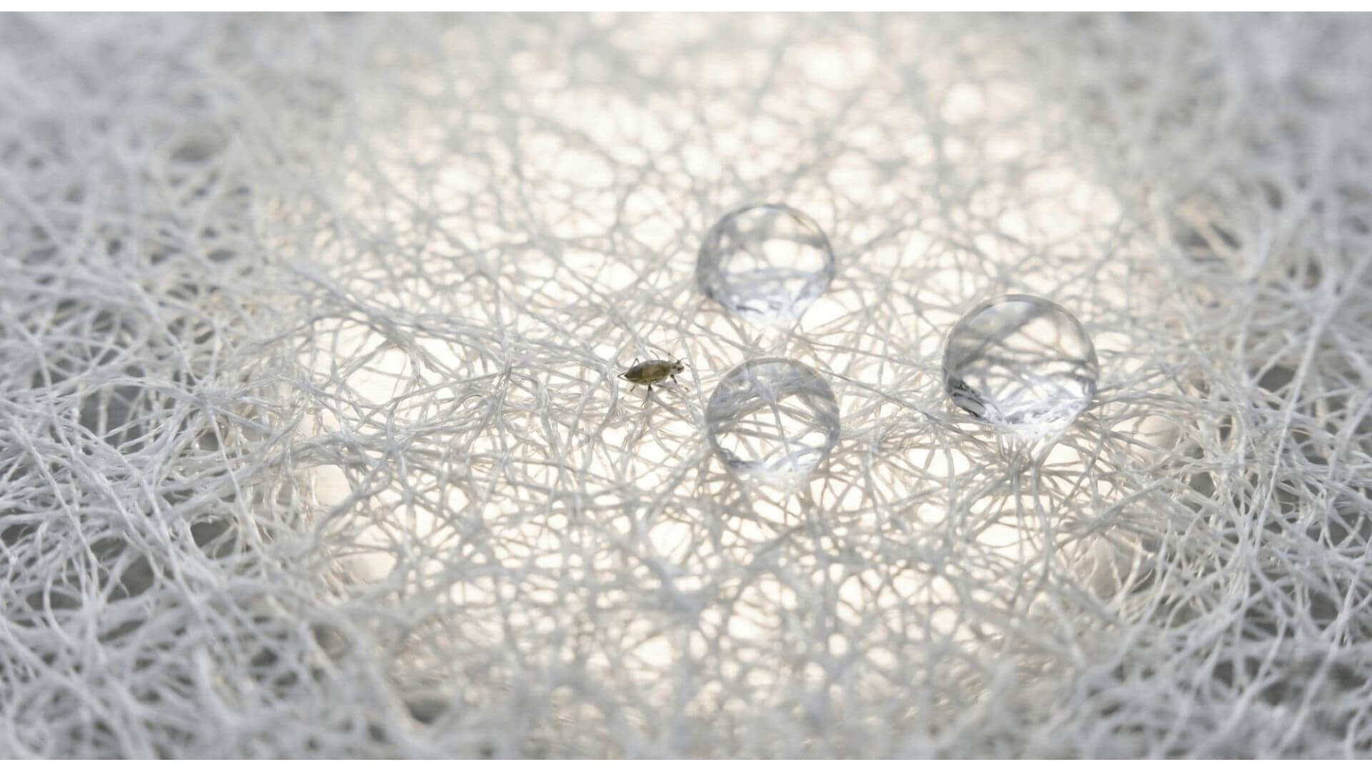 Non-Woven Bags for Fruit Protection